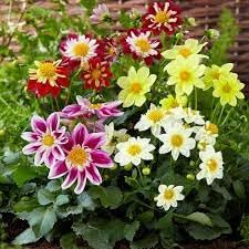 Flower Seeds, Seeds,Seeds For Planting,Plant Seeds