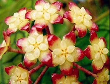 Flower Seeds, Seeds,Seeds For Planting,Plant Seeds