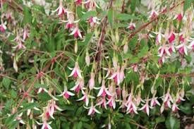 Flower Seeds, Seeds,Seeds For Planting,Plant Seeds