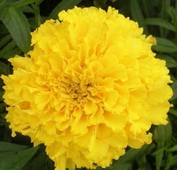 Flower Seeds, Seeds,Seeds For Planting,Plant Seeds