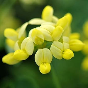 Flower Seeds, Seeds,Seeds For Planting,Plant Seeds