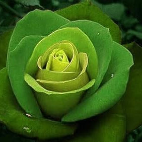 Flower Seeds, Seeds,Seeds For Planting,Plant Seeds