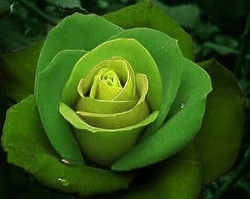 Flower Seeds, Seeds,Seeds For Planting,Plant Seeds