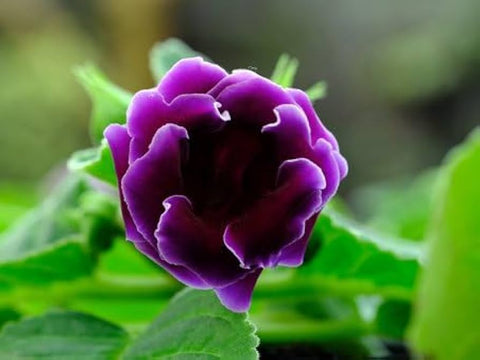 Flower Seeds, Seeds,Seeds For Planting,Plant Seeds