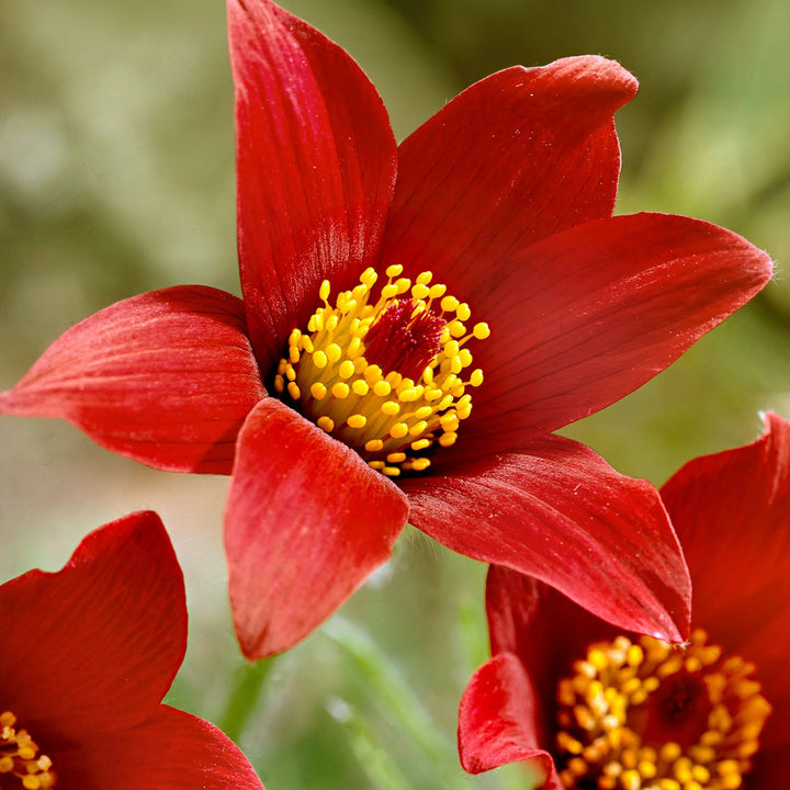 Red Anemone Pulsatilla Flower seeds for Planting – Vibrant Colors, Heirloom, Non-GMO Home Garden