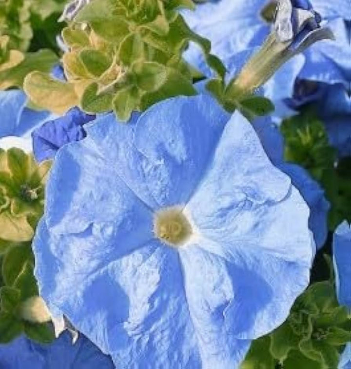 Sky Blue Petunia Flower Seeds for Planting – Heirloom Non-GMO, High Germination Organic Garden Seeds