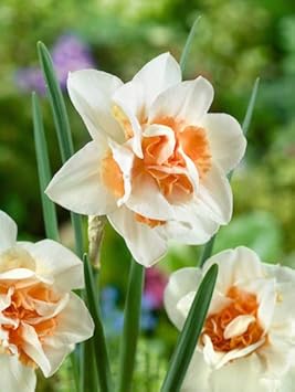 Flower Seeds, Seeds,Seeds For Planting,Plant Seeds