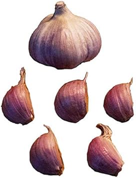 Vegetable Seeds,Garden seeds, Seeds For Planting,Plant Seeds