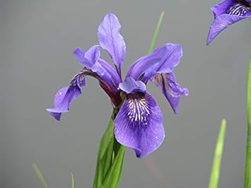 Flower Seeds, Seeds,Seeds For Planting,Plant Seeds