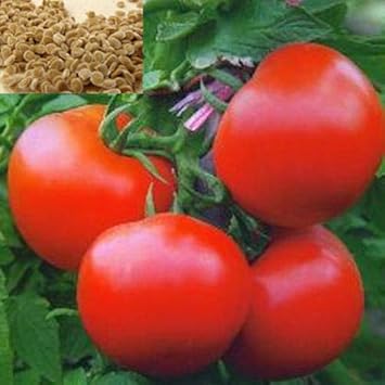 Vegetable Seeds,Garden seeds, Seeds For Planting,Plant Seeds