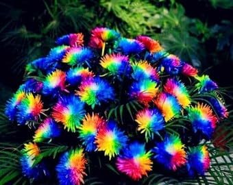 Flower Seeds, Seeds,Seeds For Planting,Plant Seeds