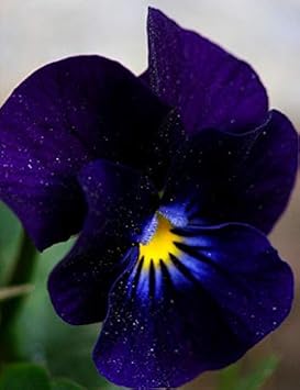 Flower Seeds, Seeds,Seeds For Planting,Plant Seeds