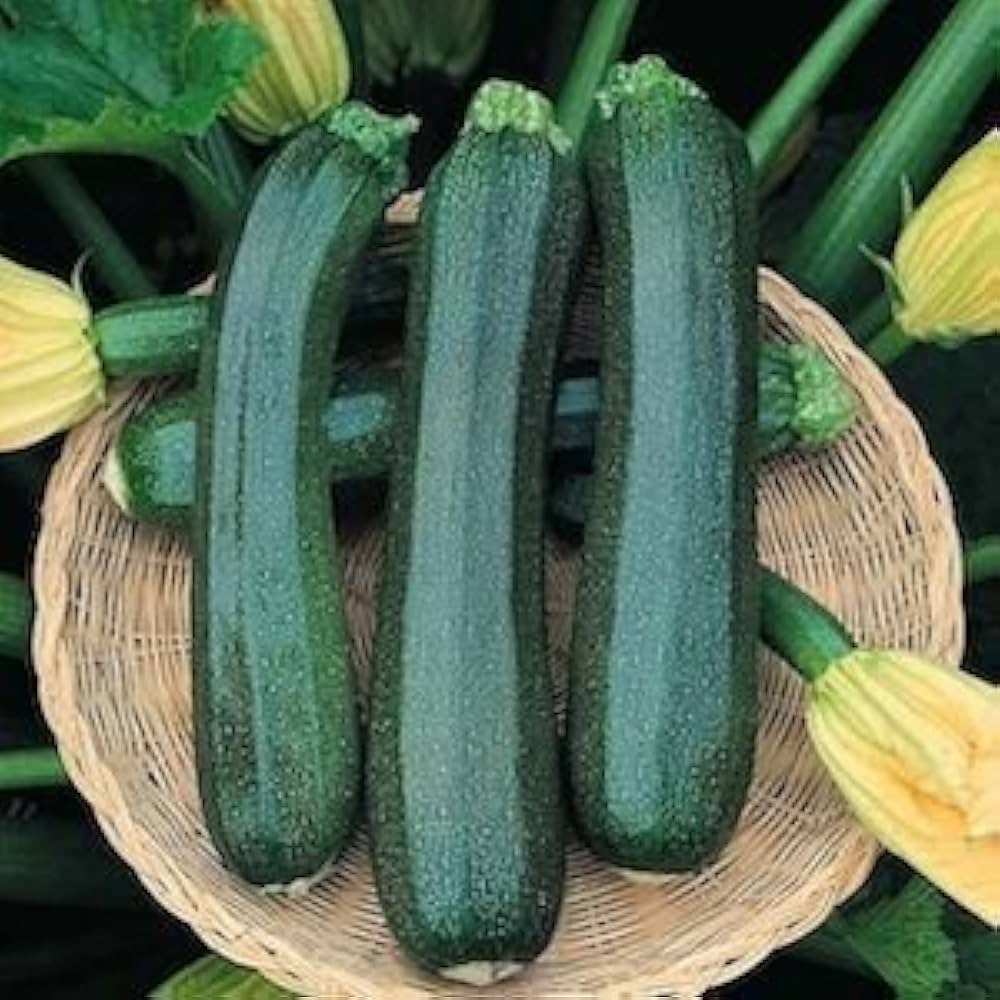 Green Zucchini Long Squash Seeds for Planting – Heirloom, Non-GMO, High-Yield Garden Vegetable Seeds