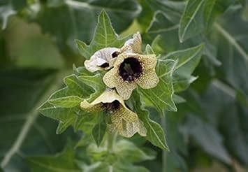 Flower Seeds, Seeds,Seeds For Planting,Plant Seeds