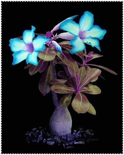 Sky Blue Adenium Obesum Flower Seeds for Planting – Low Maintenance, Heirloom, Non-GMO & High Germination Seeds