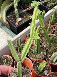 Flower Seeds, Seeds,Seeds For Planting,Plant Seeds