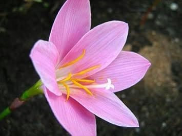Pink Habranthus Robustus Flower Seeds for Planting – Heirloom, Non-GMO, Sun Loving, High Germination