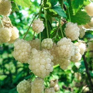 Fruit Seeds,Garden seeds, Seeds For Planting,Plant Seeds