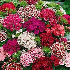 Flower Seeds, Seeds,Seeds For Planting,Plant Seeds