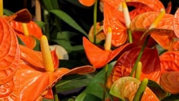 Flower Seeds, Seeds,Seeds For Planting,Plant Seeds