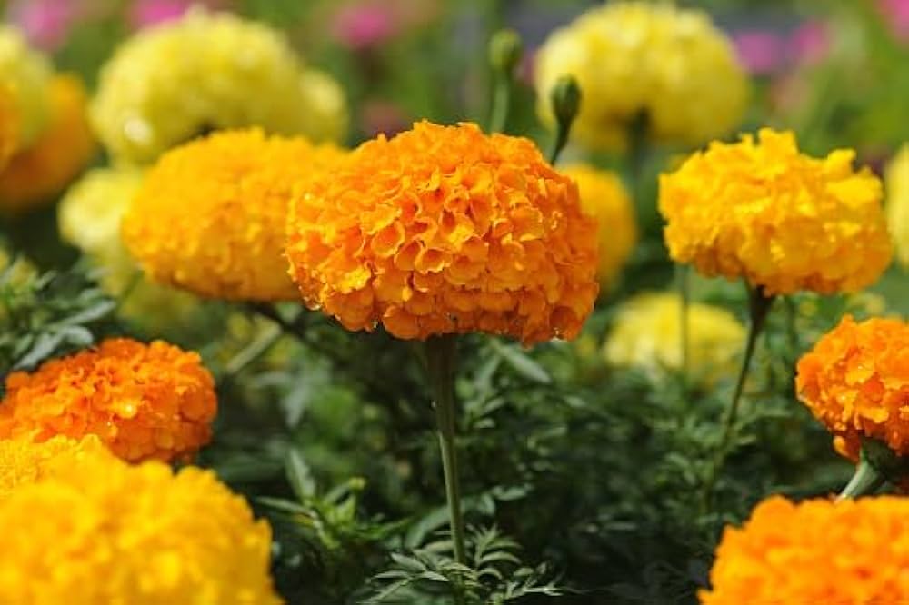 Marigold Flower Seeds for Planting – Heirloom, Non-GMO, Drought-Tolerant Organic Garden Seeds