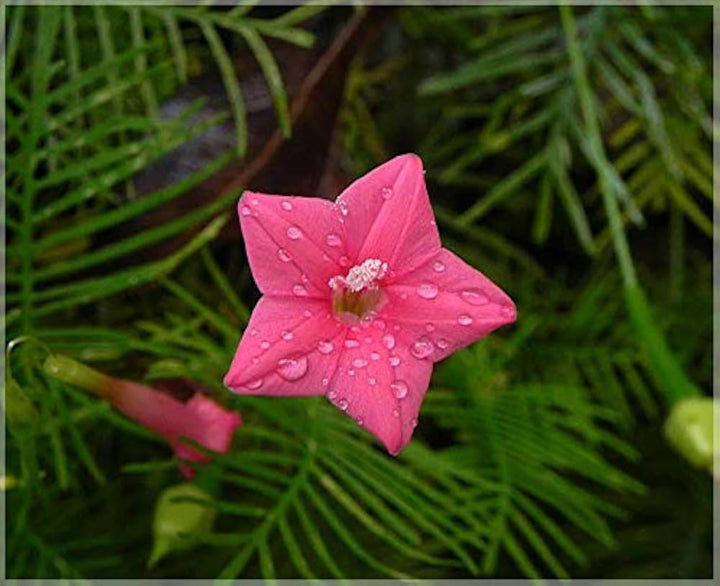 Pink Vinca Art Cypress Seeds for Planting – Heirloom Non-GMO, High Germination Organic Garden Seeds