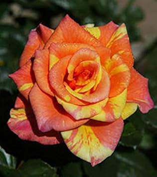 Flower Seeds, Seeds,Seeds For Planting,Plant Seeds