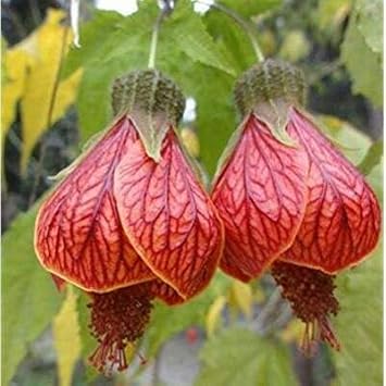 Flower Seeds, Seeds,Seeds For Planting,Plant Seeds