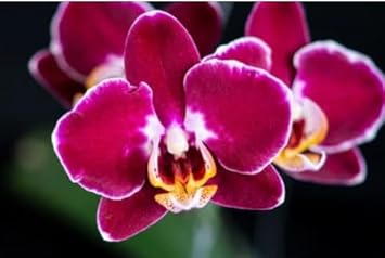 Burgundy White Phalaenopsis Orchids Seeds for Planting - 100 pcs - Easy to Grow, Heirloom & GMO Free Seeds for Home Garden