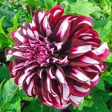 Flower Seeds, Seeds,Seeds For Planting,Plant Seeds