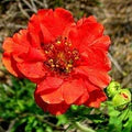 Red Bradshaw Flower Seeds for Planting – Heirloom, Non-GMO, High Germination Organic Garden Seeds