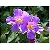Heirloom Mimulus Ringens Flower Seeds for Planting – Non-GMO, High Germination Organic Garden Seeds