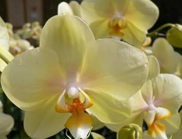 Flower Seeds, Seeds,Seeds For Planting,Plant Seeds