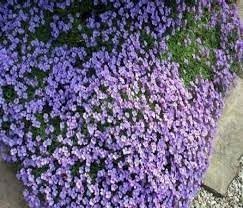 Flower Seeds, Seeds,Seeds For Planting,Plant Seeds