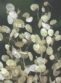 Flower Seeds, Seeds,Seeds For Planting,Plant Seeds