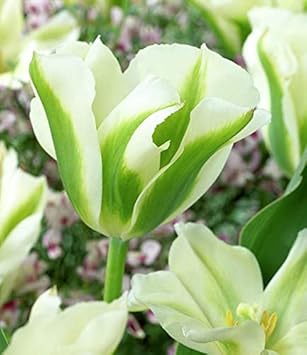 Flower Seeds, Seeds,Seeds For Planting,Plant Seeds