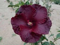 Burgundy Hibiscus Flower Seeds for Planting – Heirloom, Non-GMO, High Germination Organic Garden Seeds