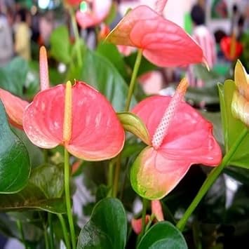 Flower Seeds, Seeds,Seeds For Planting,Plant Seeds
