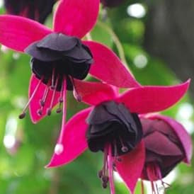 Flower Seeds, Seeds,Seeds For Planting,Plant Seeds