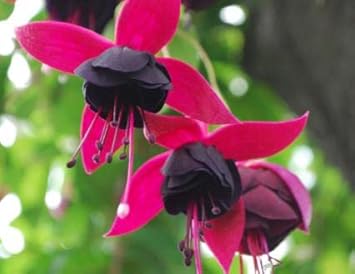 Flower Seeds, Seeds,Seeds For Planting,Plant Seeds