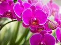 Thick Pink Orchid Flower Seeds for Planting – Heirloom, Non-GMO, Fragrant Garden Blooms