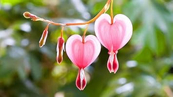 Flower Seeds, Seeds,Seeds For Planting,Plant Seeds