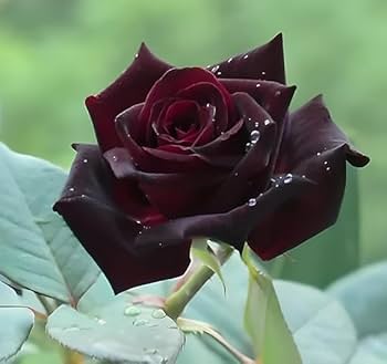Dark Red Rose Flower Seeds for Planting - Heirloom, Non-GMO, Hardy Variety for Home Garden
