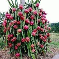 Fruit Seeds,Garden seeds, Seeds For Planting,Plant Seeds