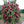 Fruit Seeds,Garden seeds, Seeds For Planting,Plant Seeds