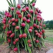 Fruit Seeds,Garden seeds, Seeds For Planting,Plant Seeds