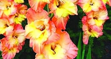 Flower Seeds, Seeds,Seeds For Planting,Plant Seeds