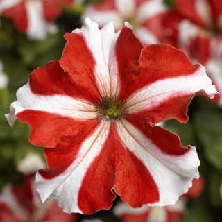 Flower Seeds, Seeds,Seeds For Planting,Plant Seeds