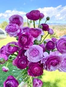 Flower Seeds, Seeds,Seeds For Planting,Plant Seeds