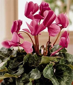 Flower Seeds, Seeds,Seeds For Planting,Plant Seeds